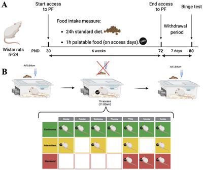 Differential exposure to palatable food and its effects on binge-like eating behavior in adolescent rats